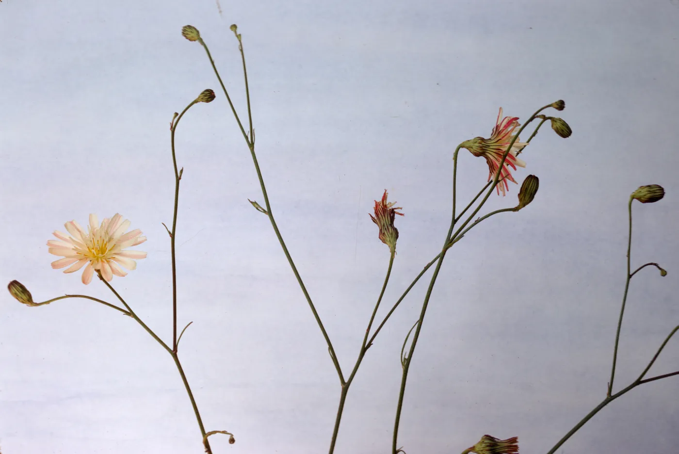 Malacothrix saxatilis var. tenuifolia