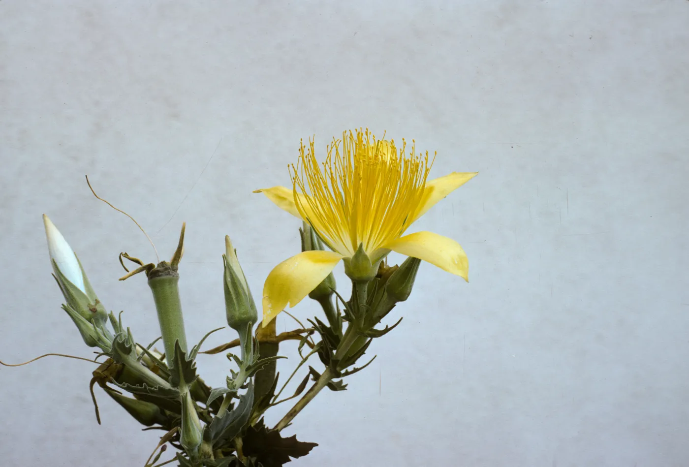 Mentzelia laevicaulis