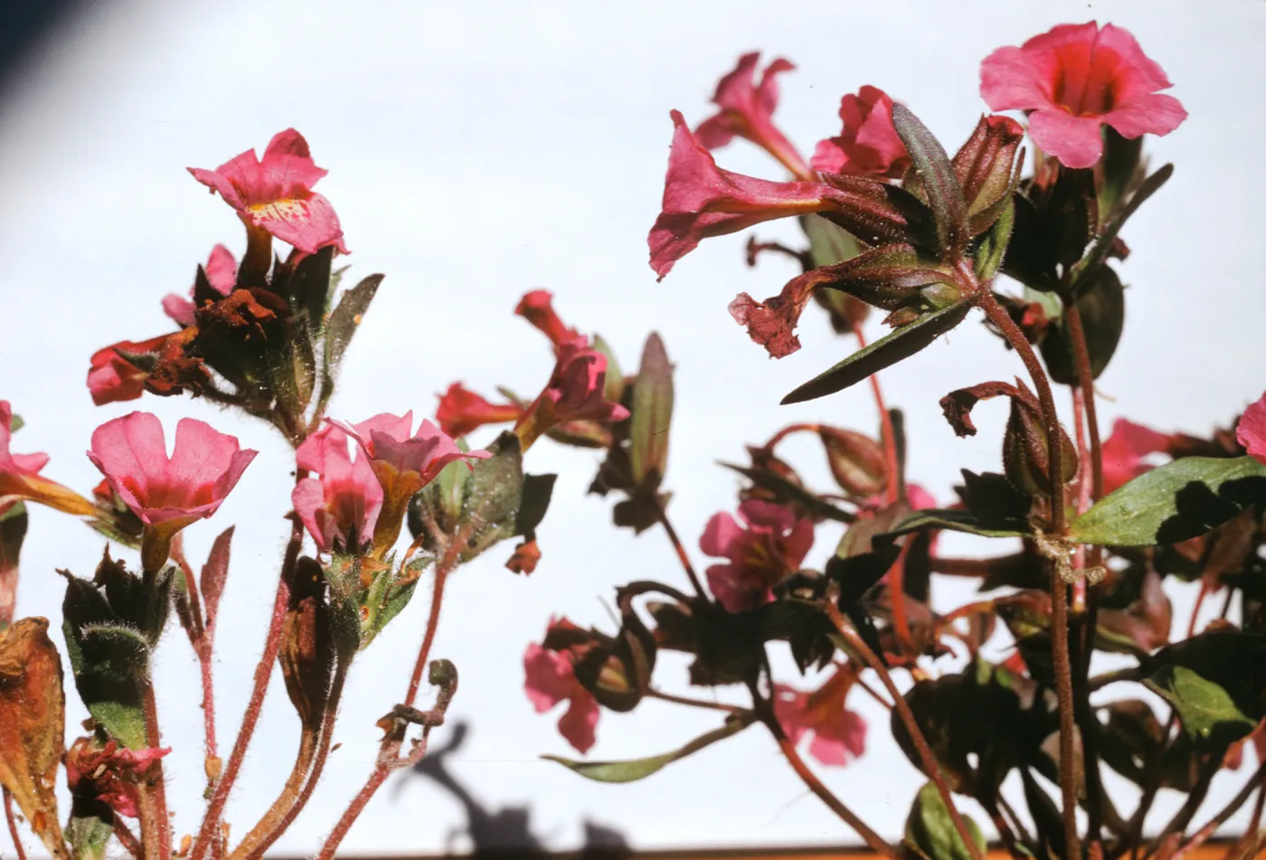 Mimulus johnstonii