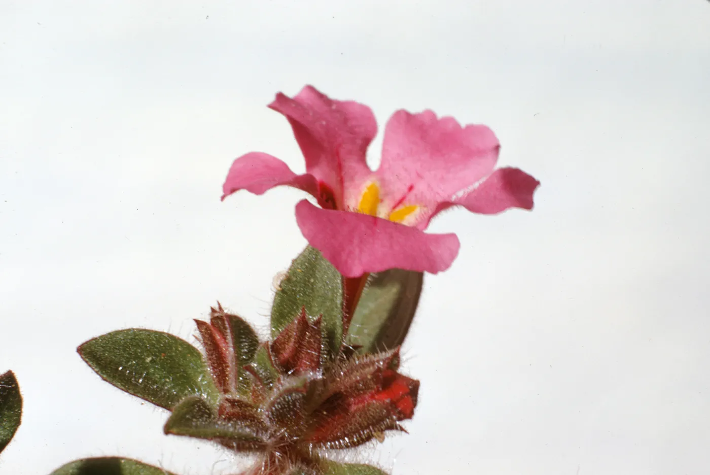 Mimulus johnstonii