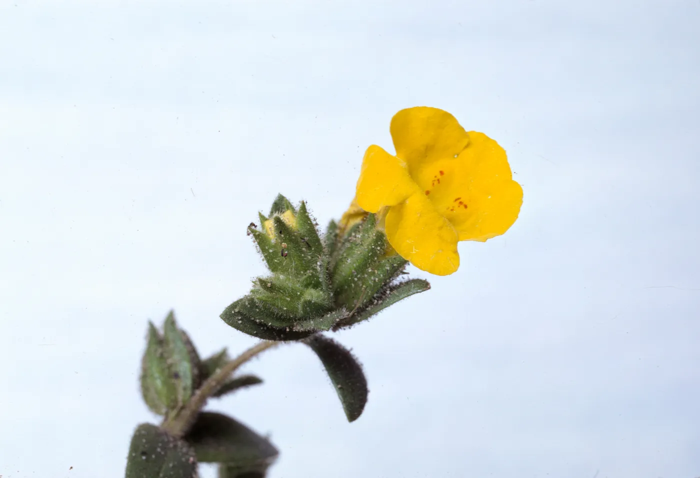 Mimulus subsecundus