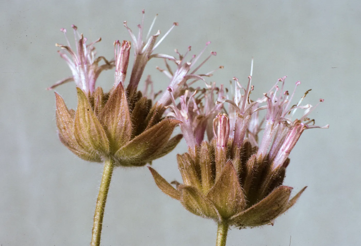 Monardella linoides ssp. stricta