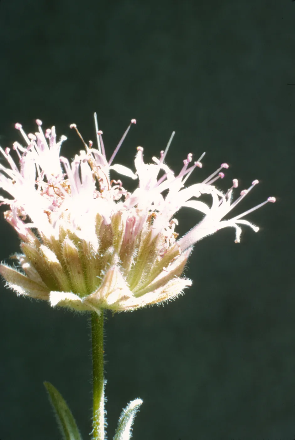 Monardella linoides ssp. oblonga