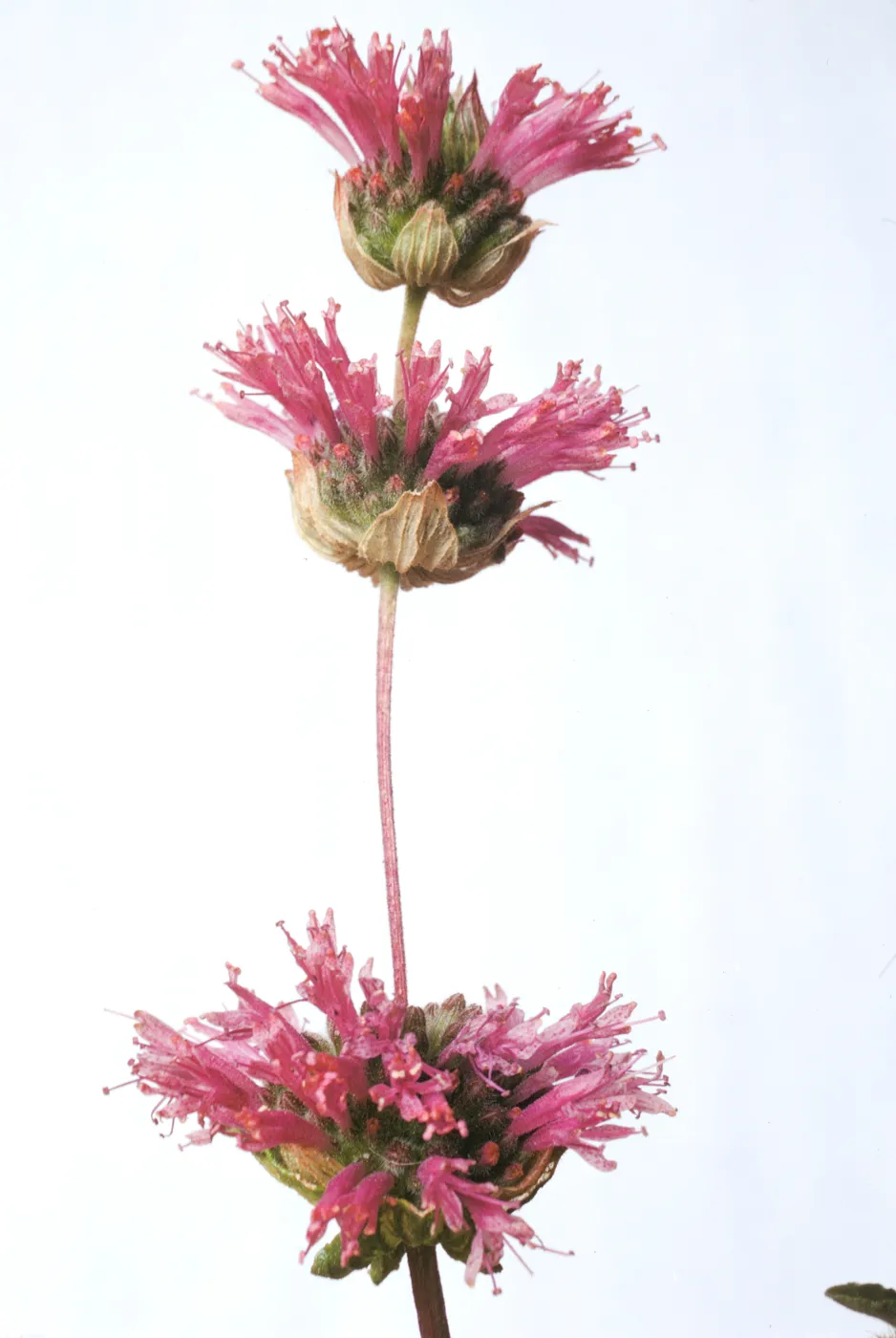 Monardella undulata