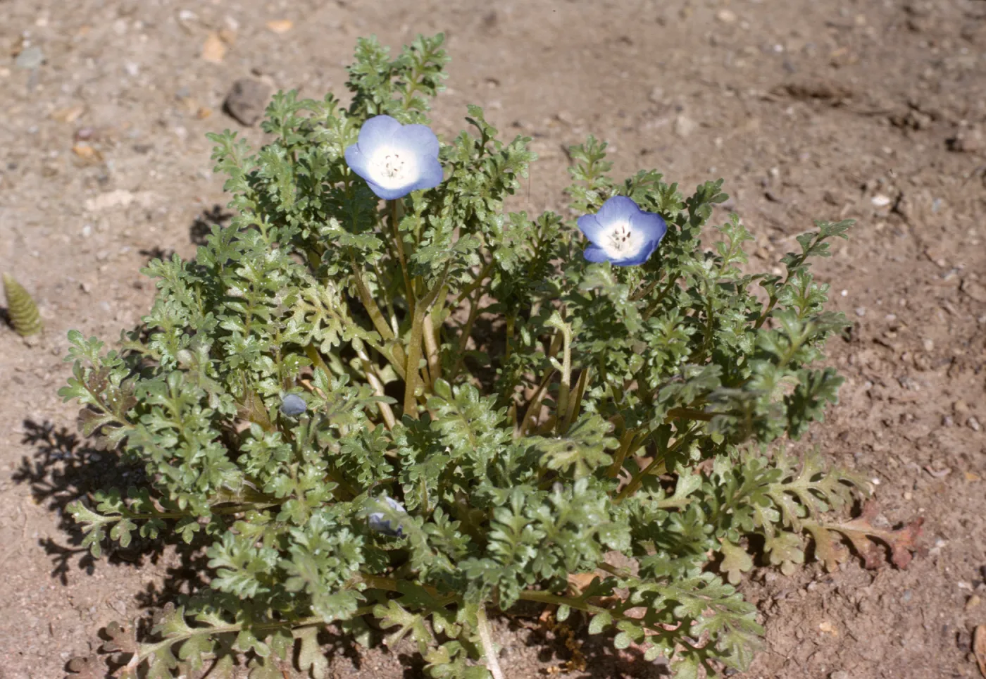 Nemophila menziesii