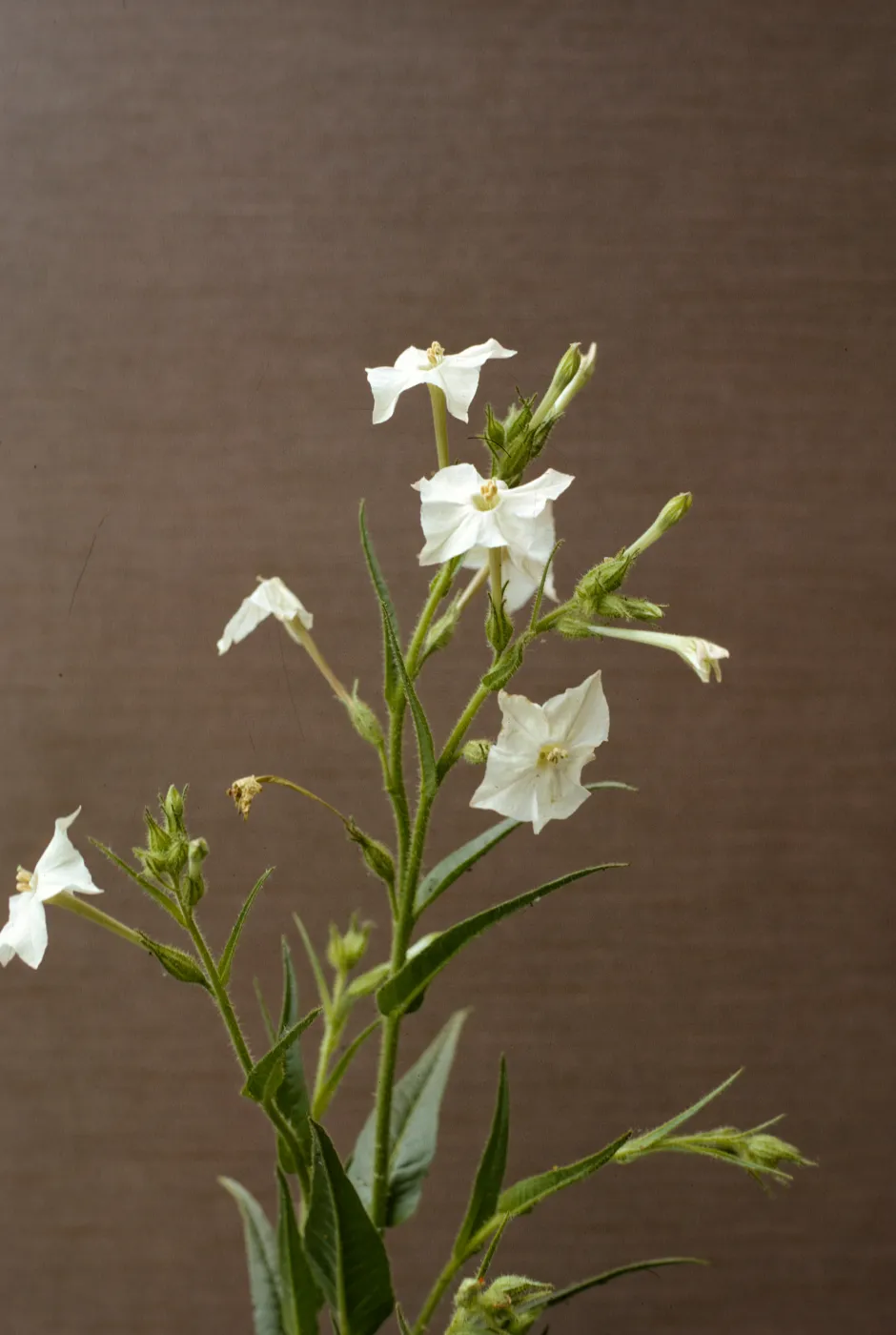 Nicotiana bigelovii