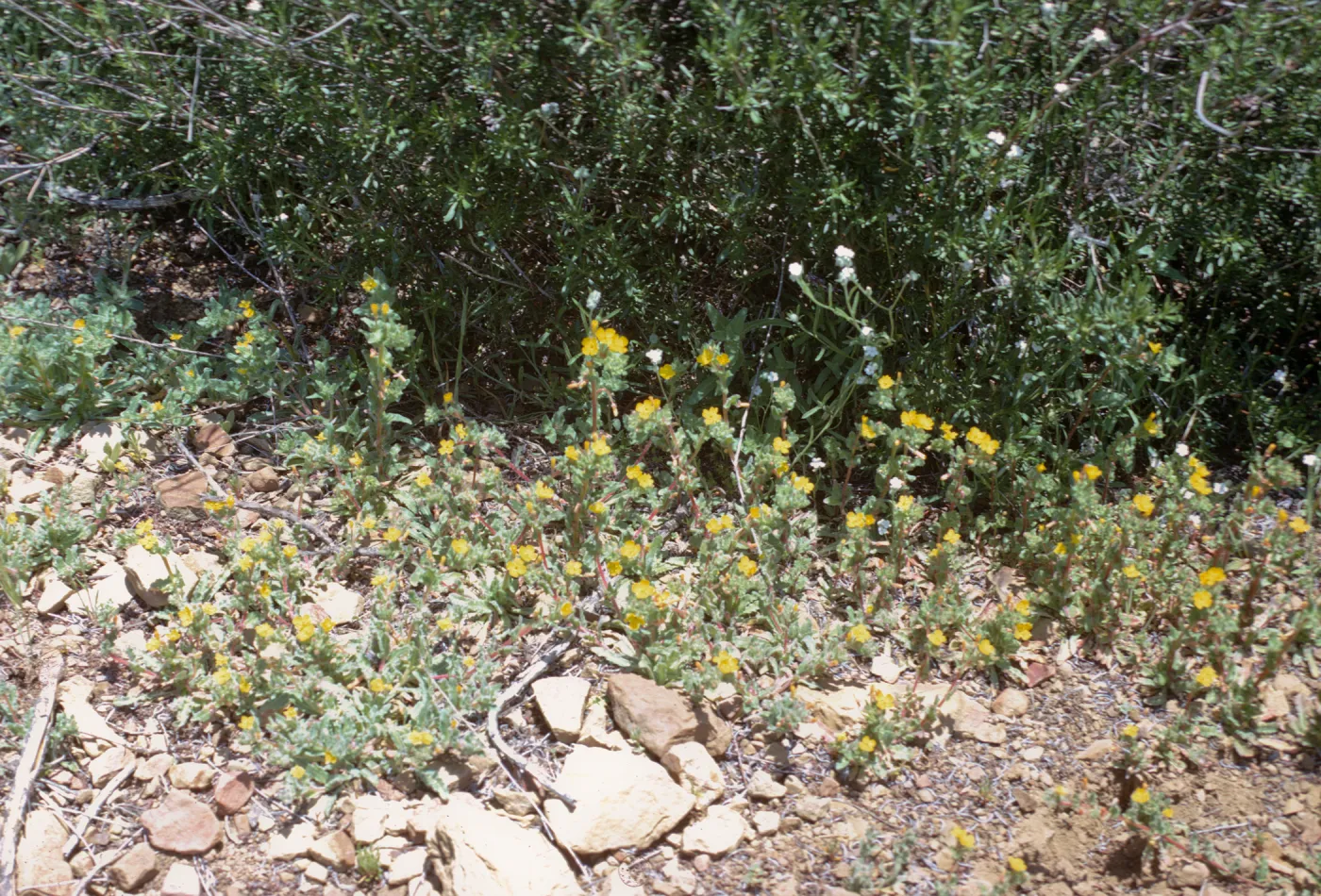 Oenothera micrantha