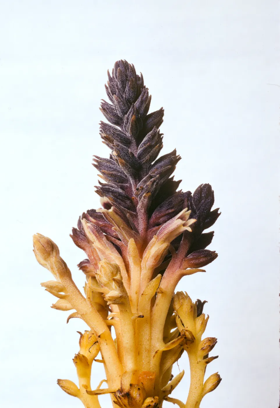 Orobanche bulbosa
