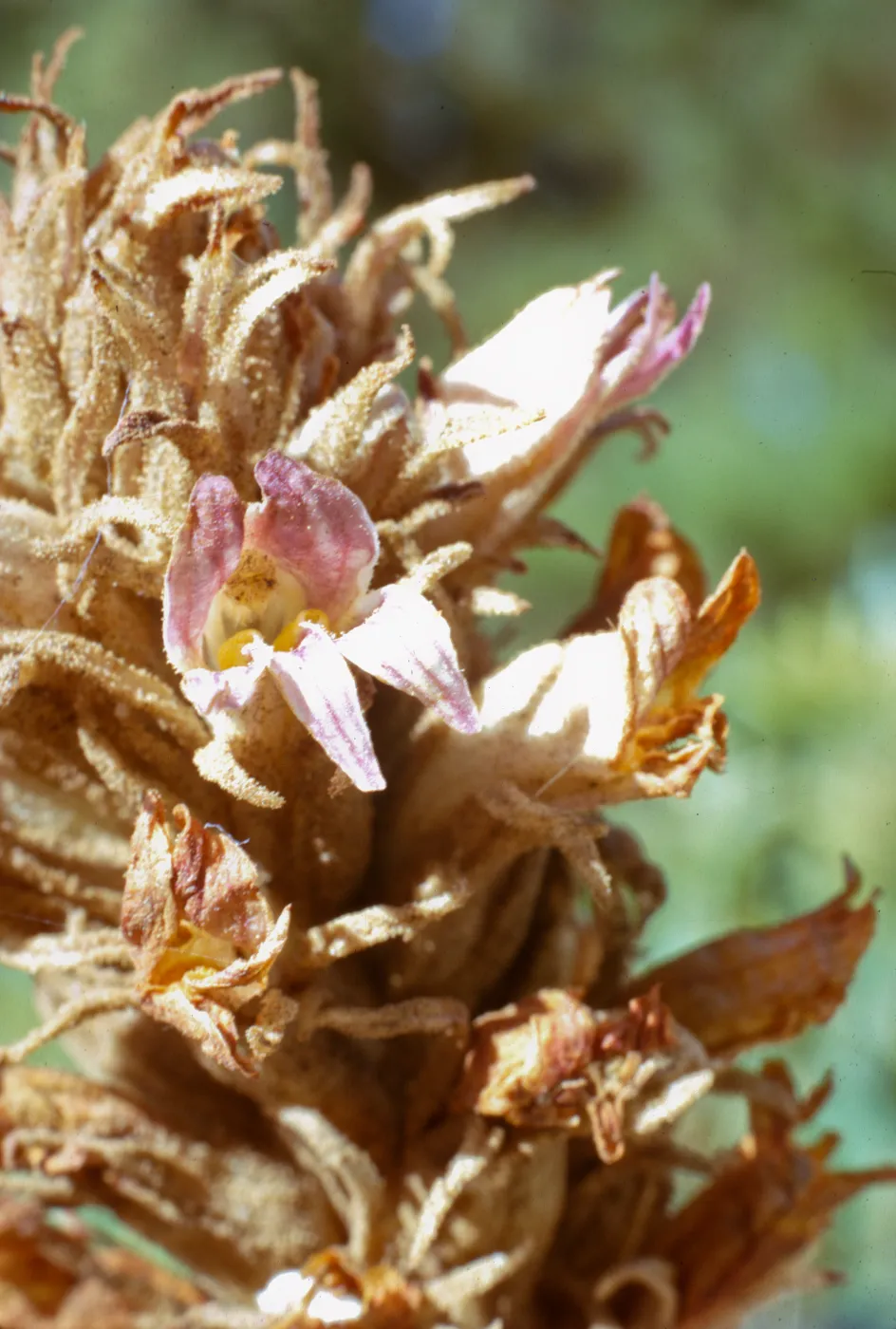 Orobanche grayana var. feudgei