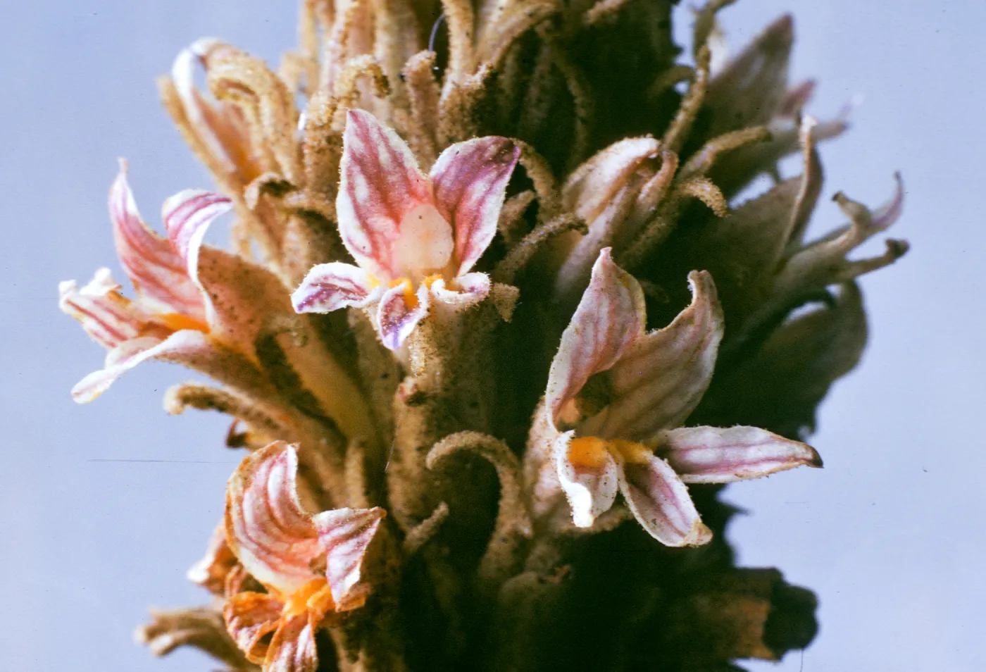 Orobanche californica ssp. grayana