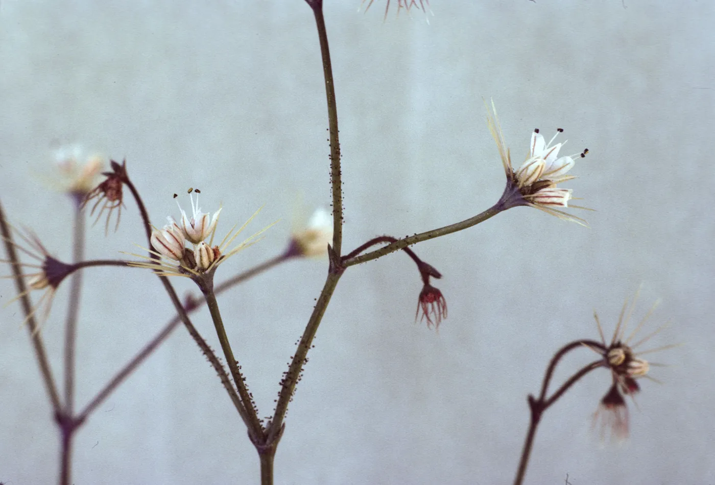 Oxytheca parishii