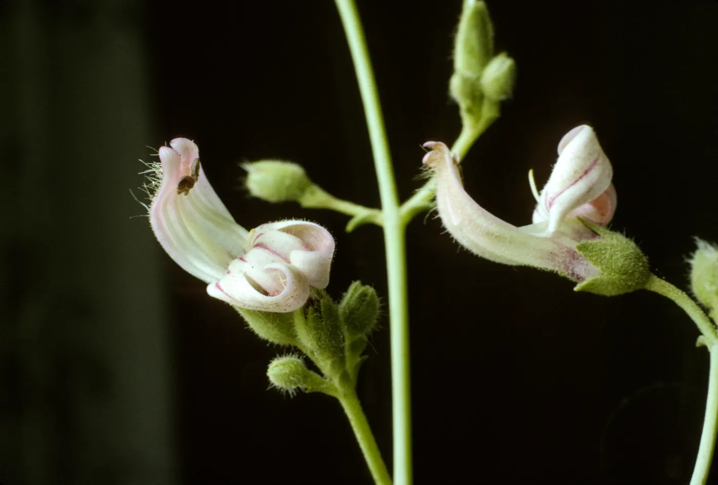 Penstemon breviflorus