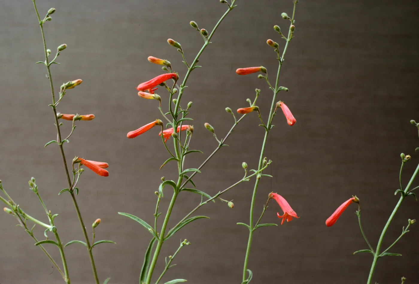 Penstemon bridgesii