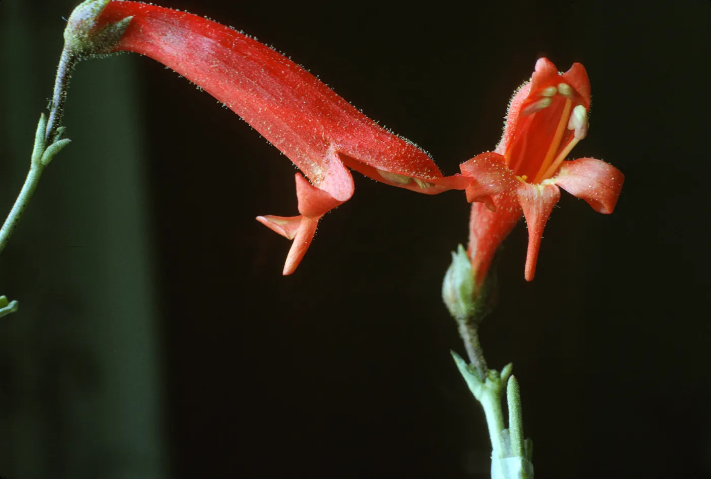 Penstemon bridgesii