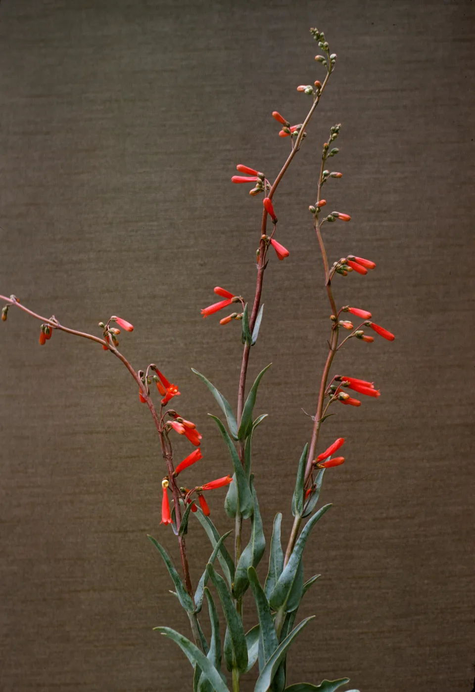 Penstemon centranthifolius