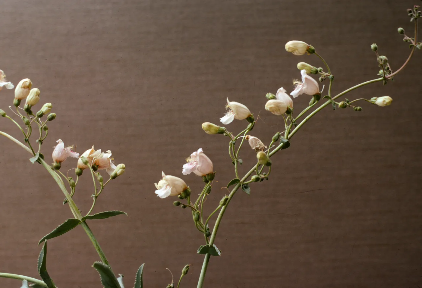 Penstemon grinnellii