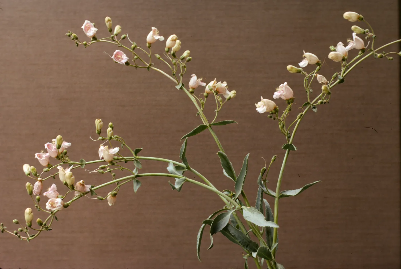 Penstemon grinnellii