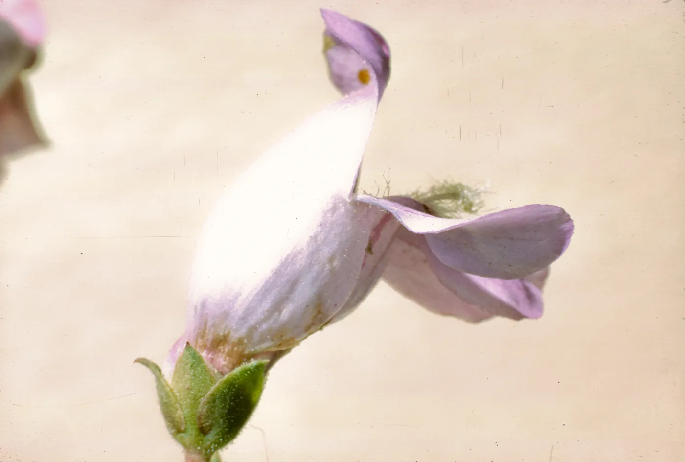 Penstemon grinnellii