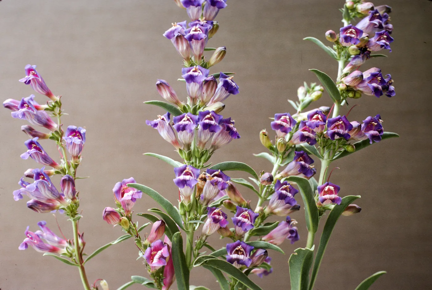 Penstemon speciosus