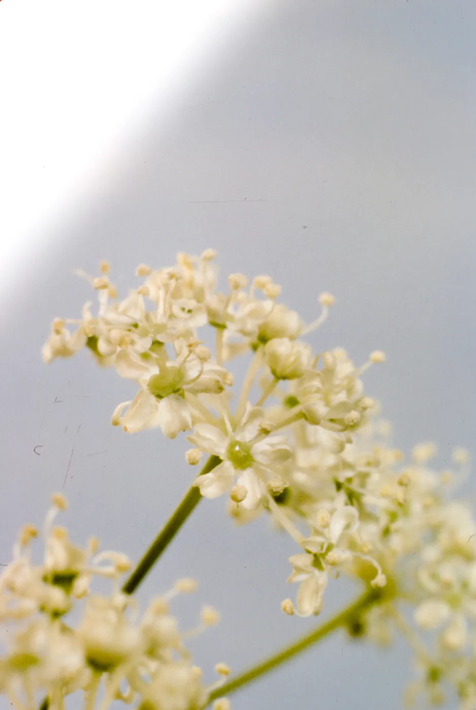 Perideridia pringlei