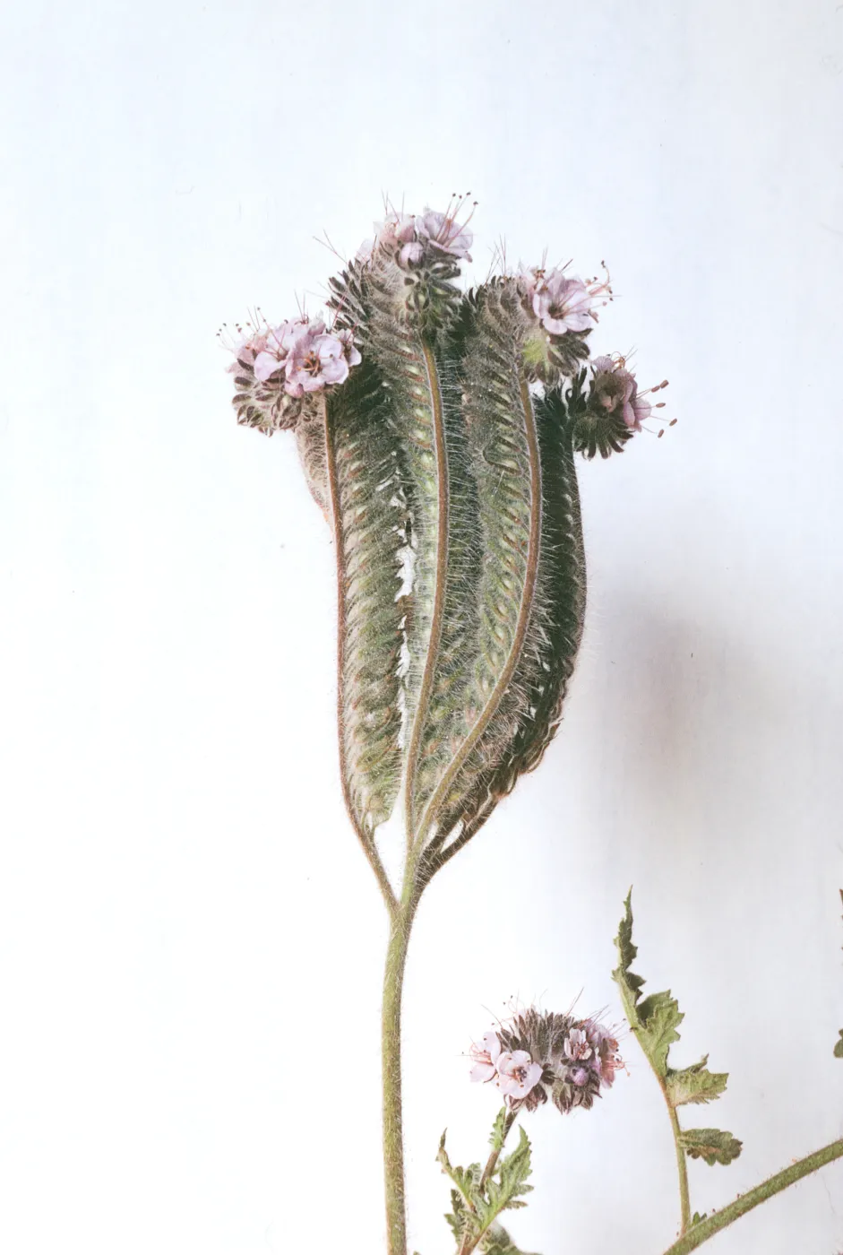 Phacelia cicutaria var. hubbyi