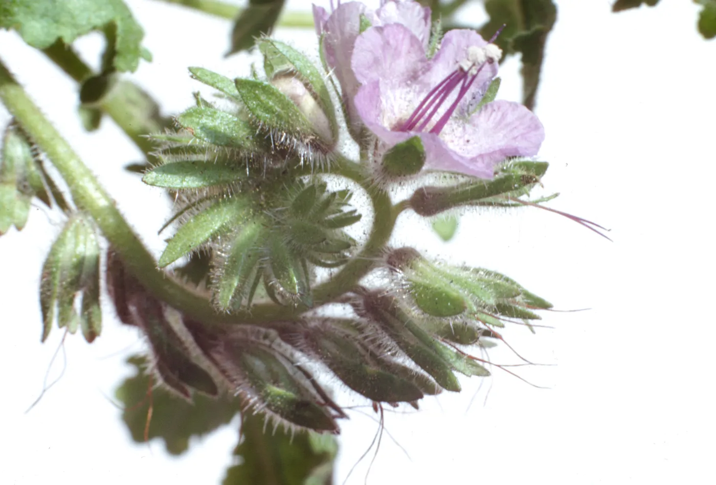Phacelia distans