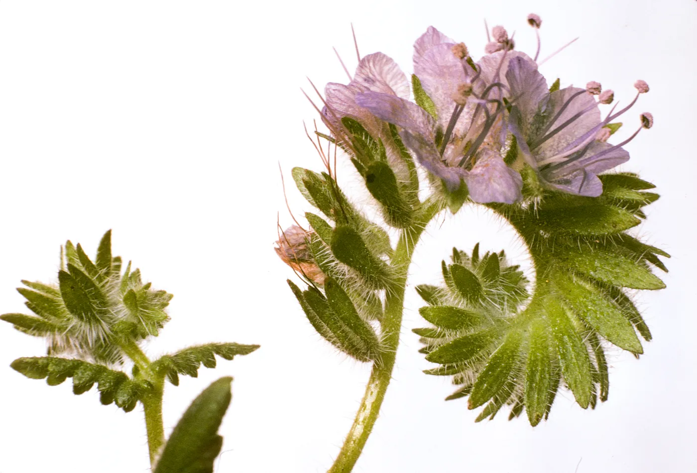 Phacelia distans