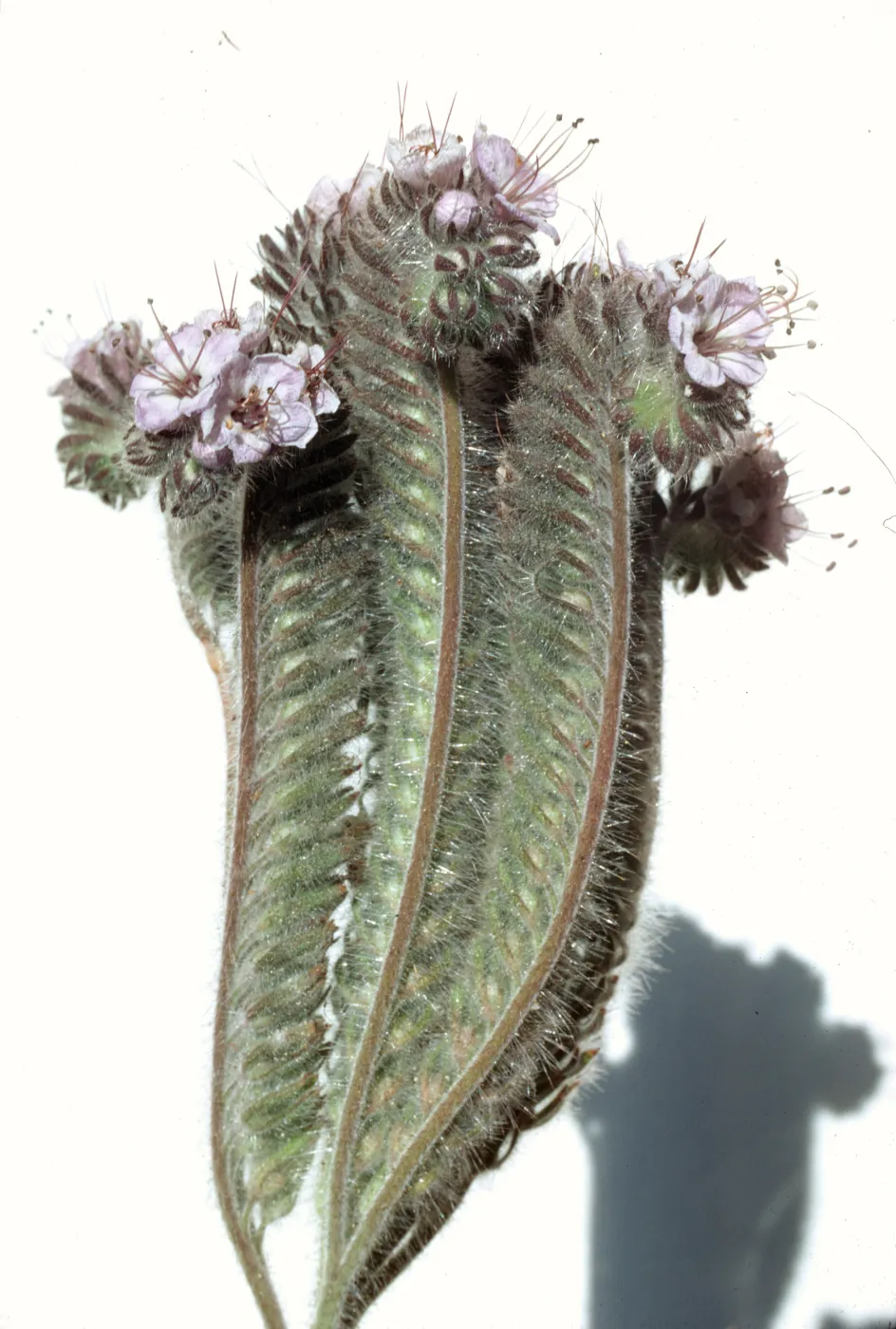 Phacelia cicutaria var. hubbyi