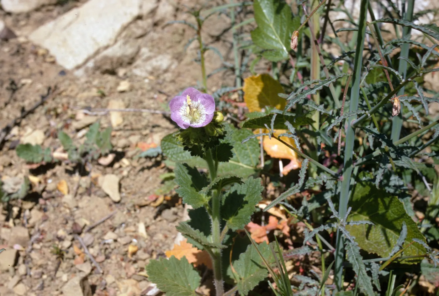 Phacelia grandiflora
