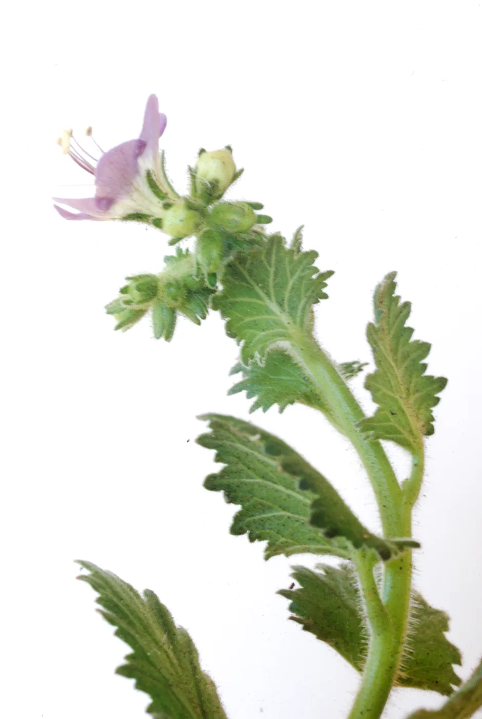 Phacelia grandiflora