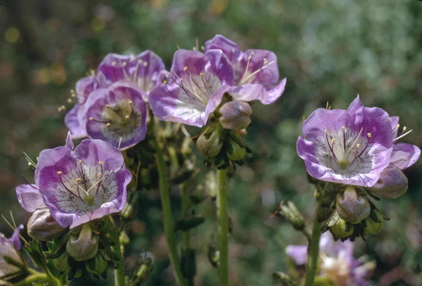 Phacelia grandiflora