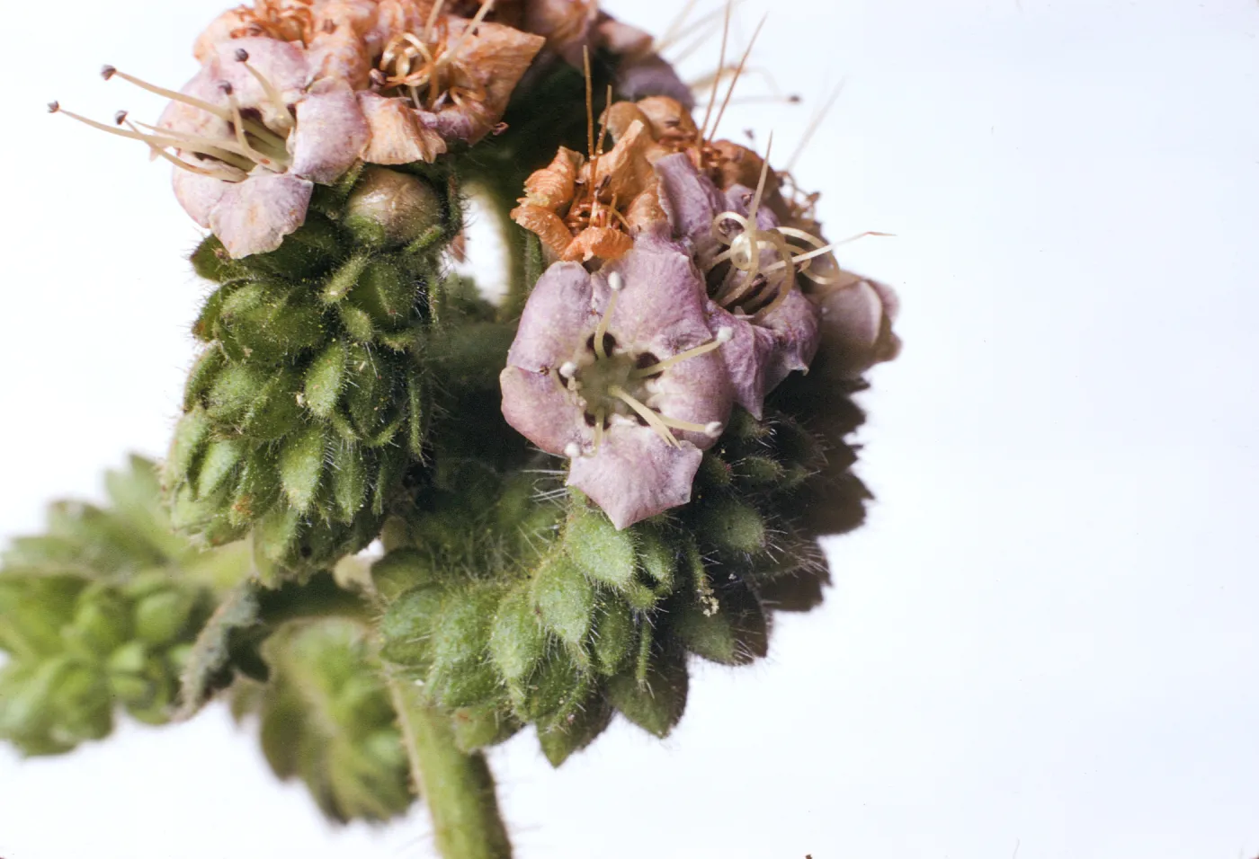 Phacelia ramosissima var. suffrutescens