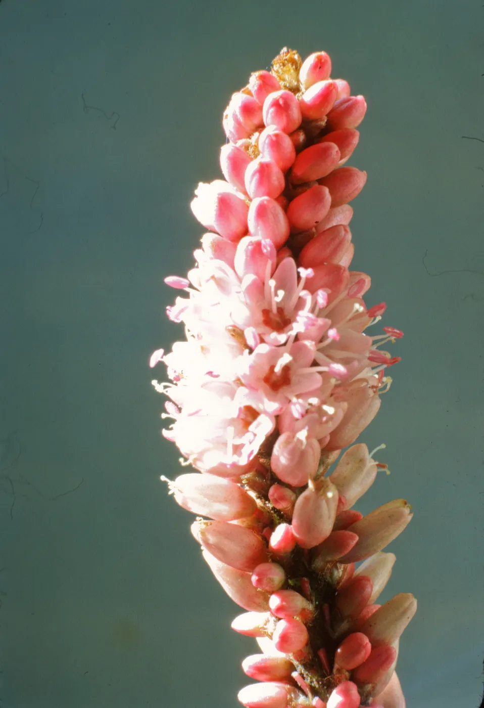 Polygonum coccineum