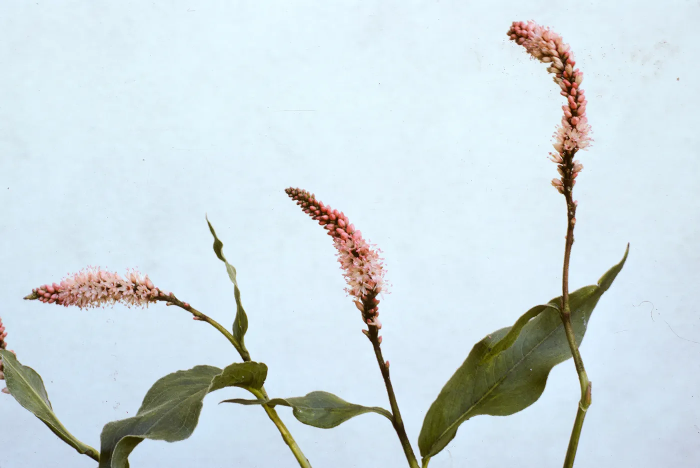 Polygonum coccineum