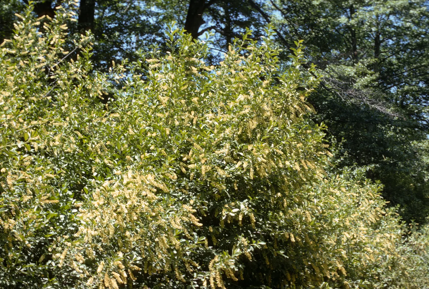 Prunus virginiana var. demissa