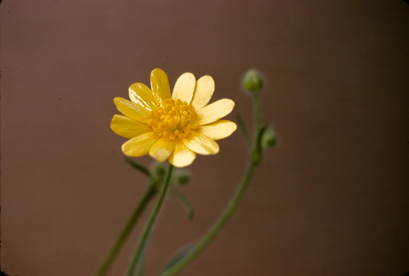 Ranunculus californicus