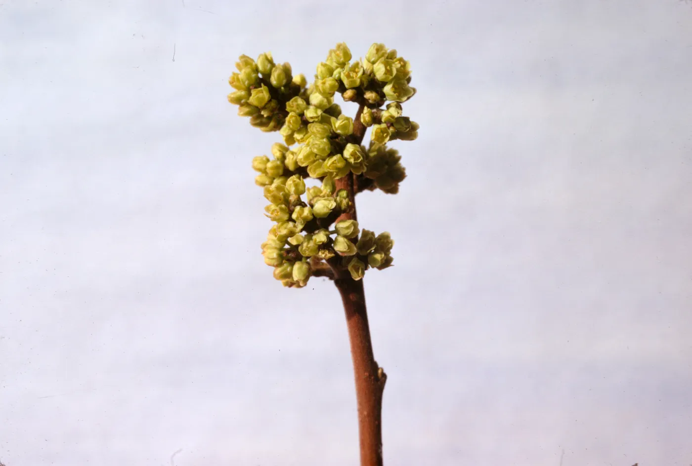 Rhus trilobata var. malacophylla