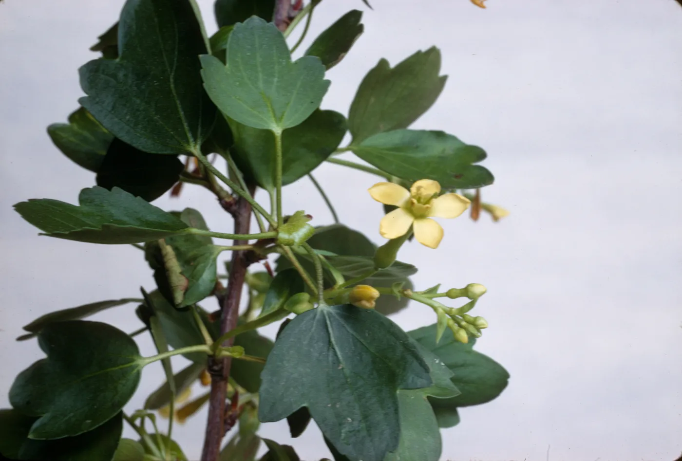 Ribes aureum