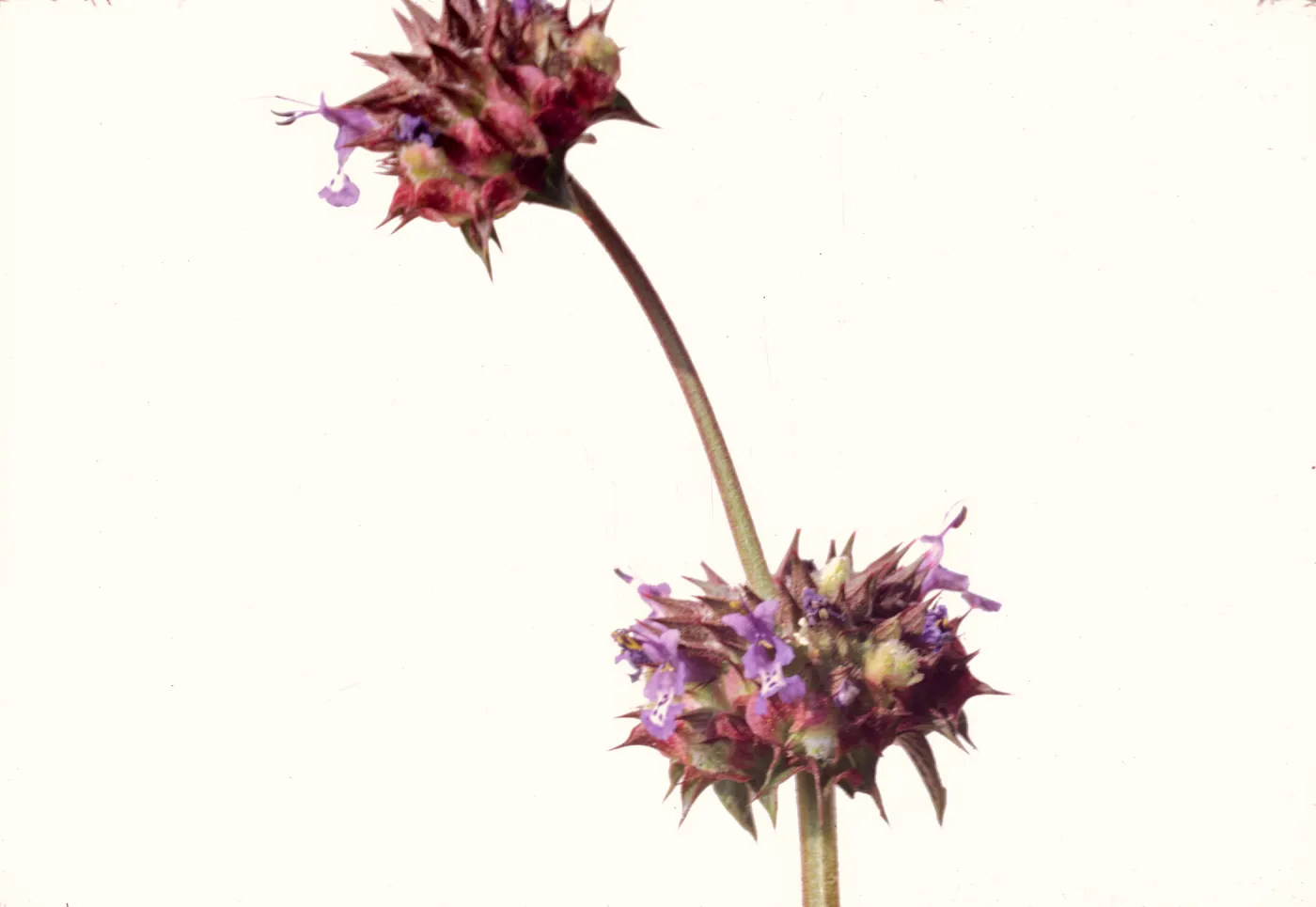 Salvia columbariae (Chia)