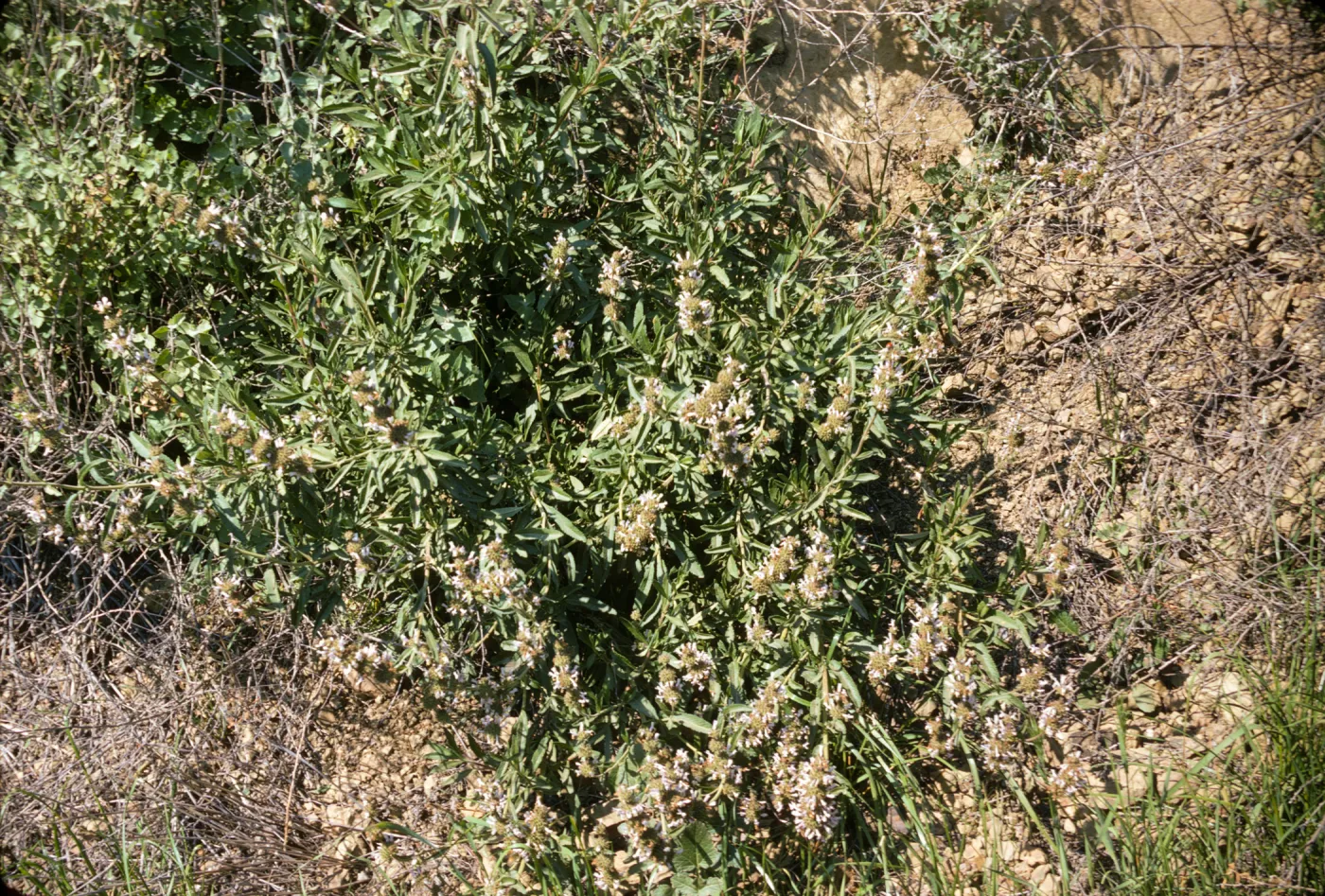 Salvia mellifera (Black Sage)