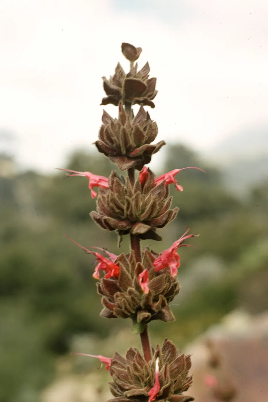 Salvia spathaceab(California Hummingbird Sage)