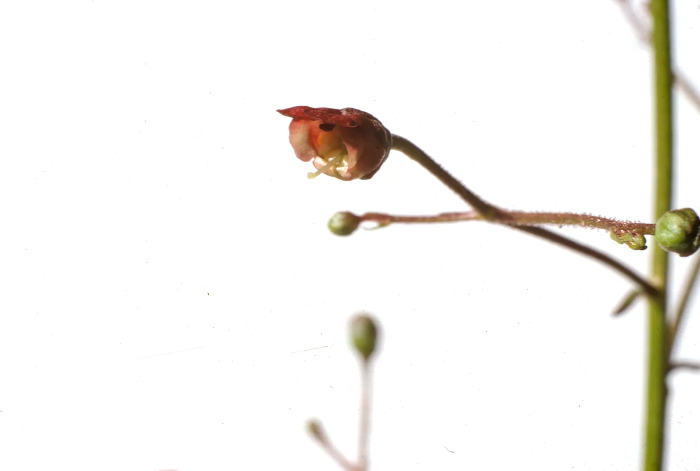 Scrophularia californica