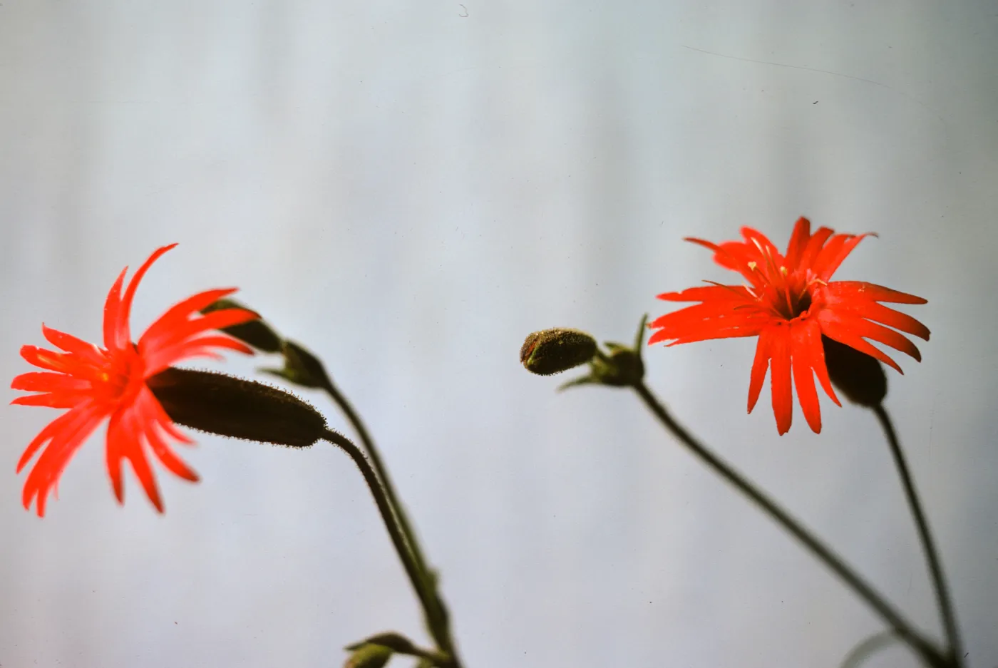Silene laciniata ssp. major