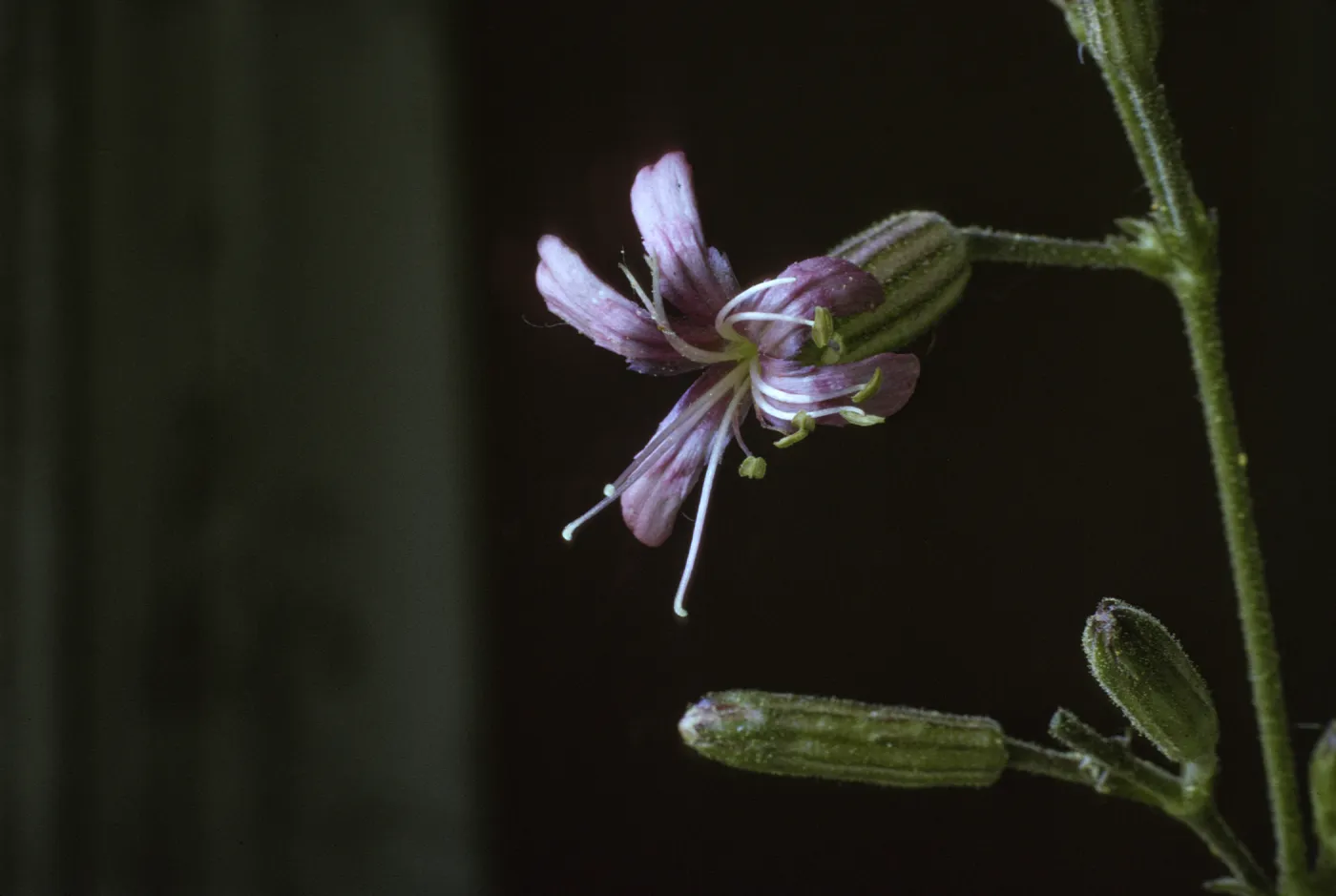 Silene verecunda ssp. platyota