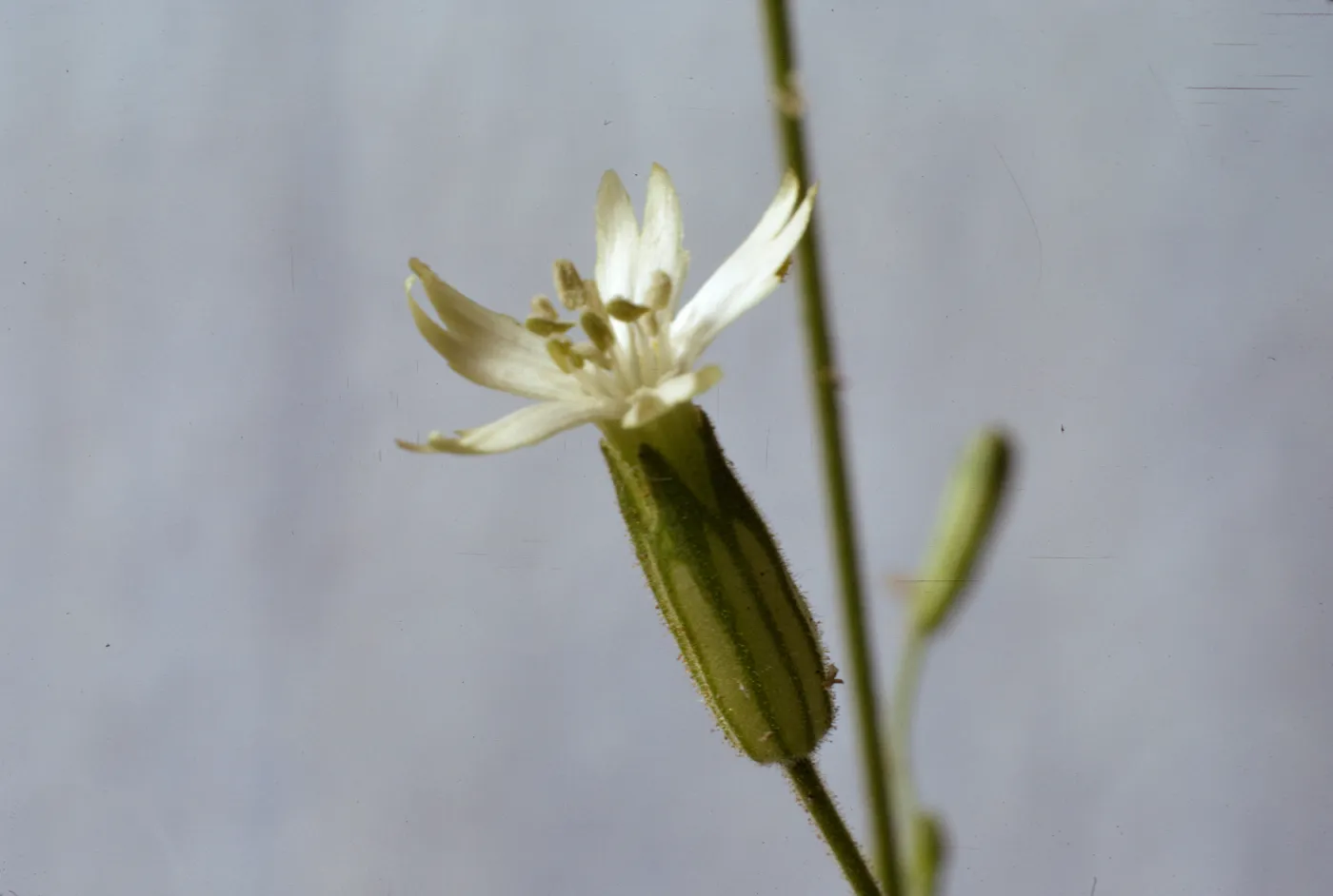 Silene vercunda ssp. platyota