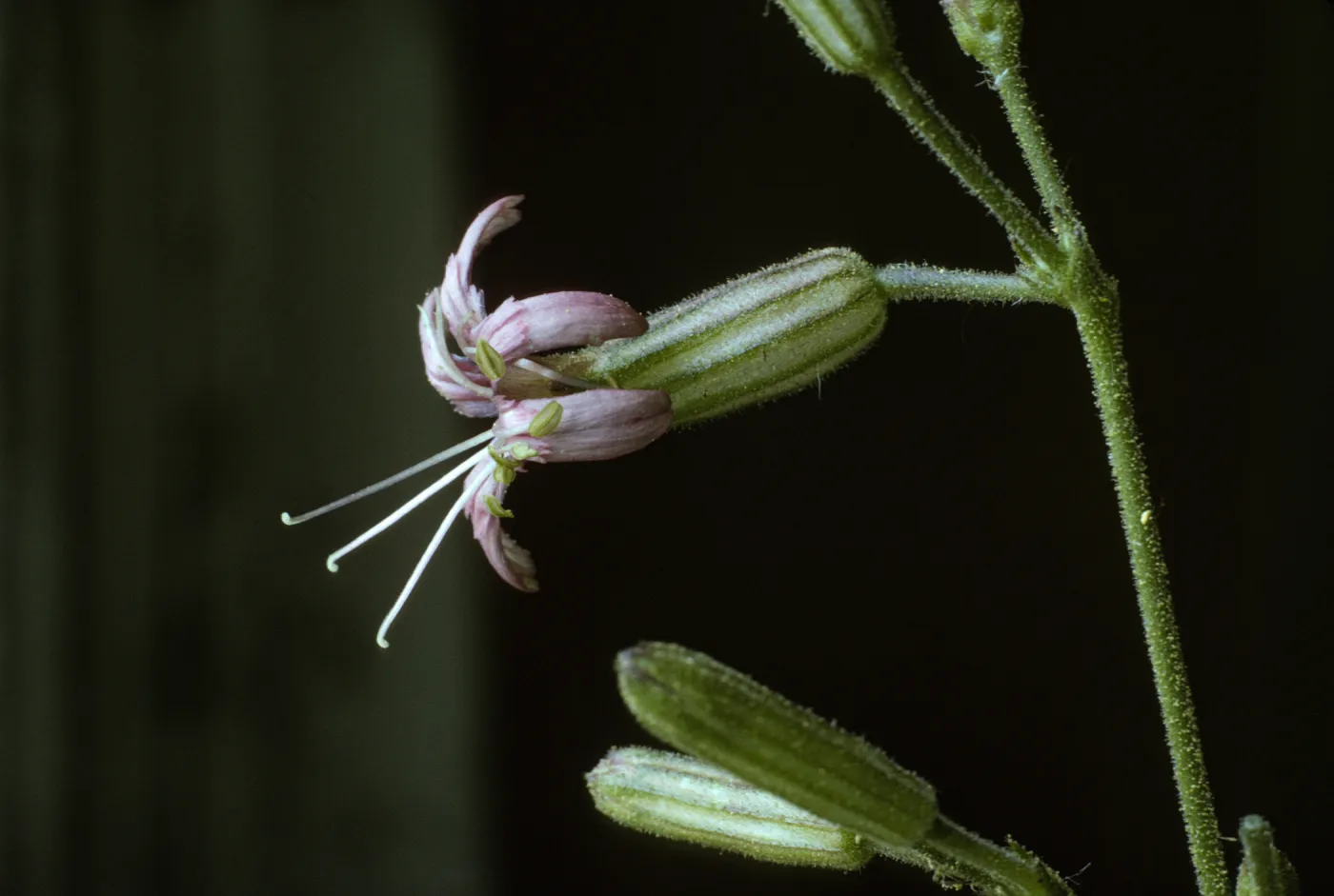 Silene verecunda ssp. platyota