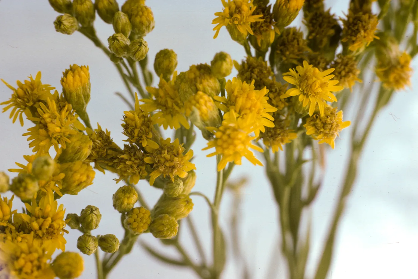 Solidago occidentalis