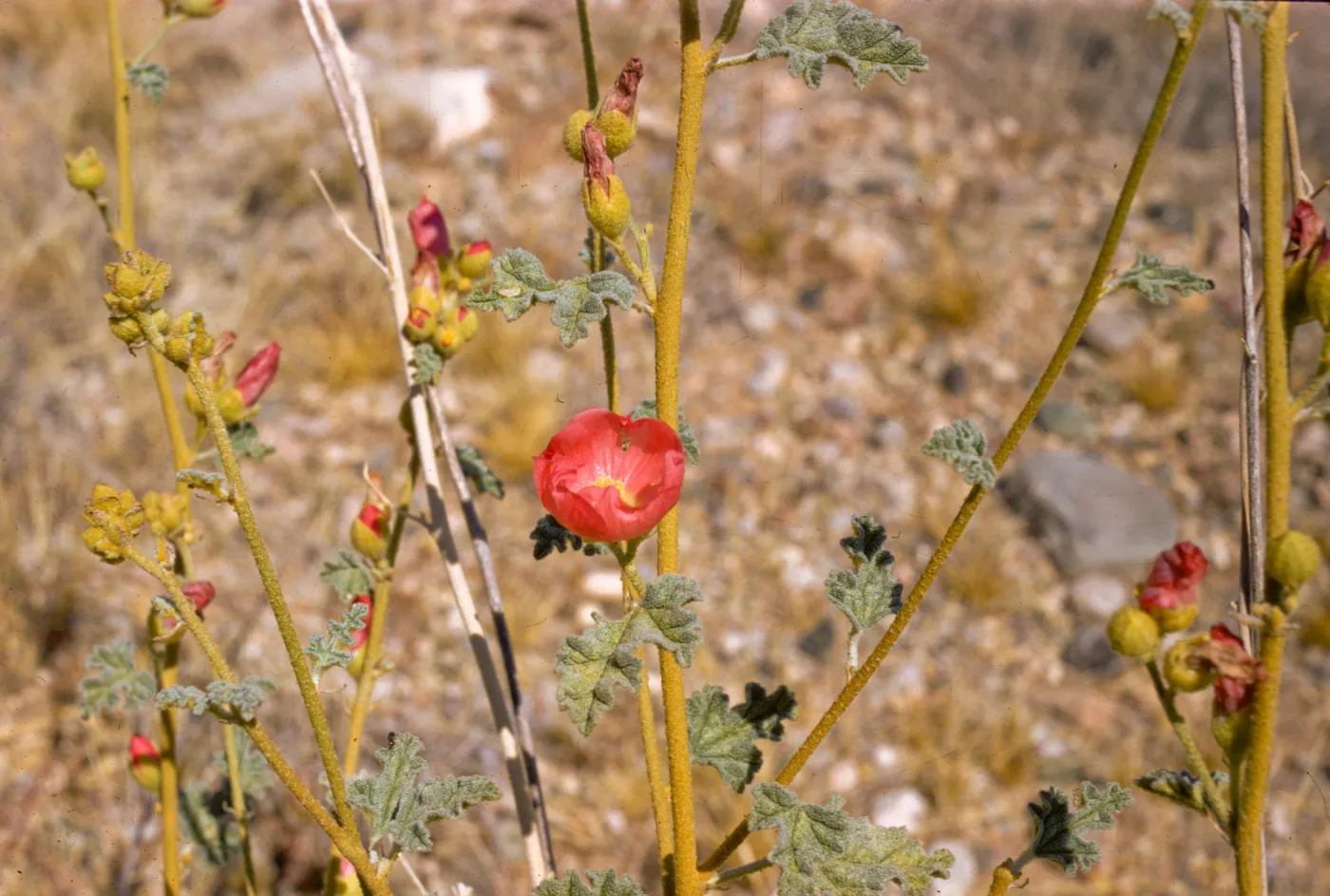Sphaeralcea ambigua