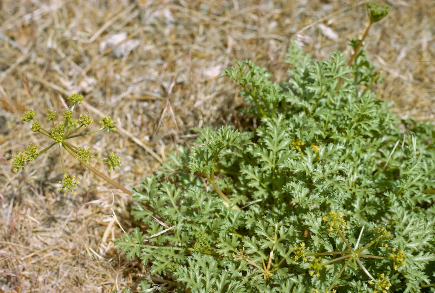 Tauschia parishii