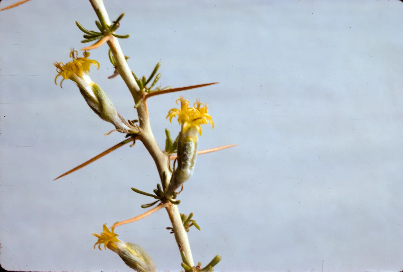 Tetradymia axillaris